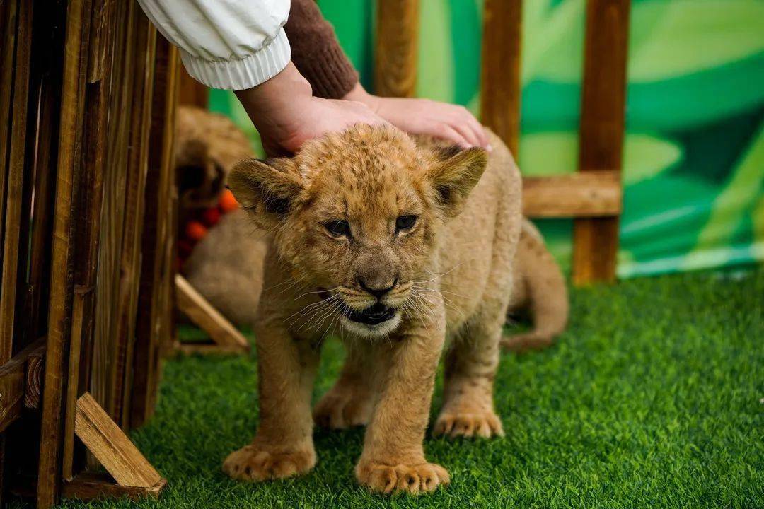 单日入园人数突破2万!萍乡人家门口的"遛娃圣地"今年春节火出圈!