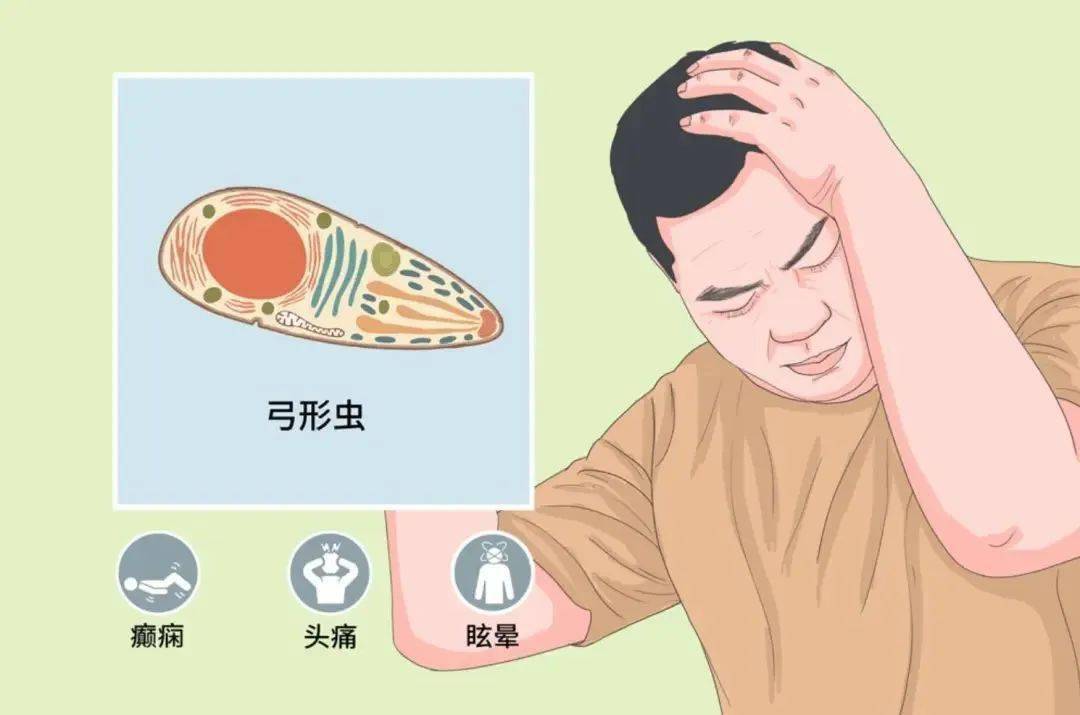 对于人体来说,弓形虫是一种机会性致病原虫,感染后一般无明显症状,但