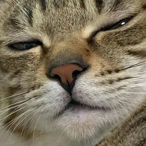 妹子猫丢了,狸花猫主动带路去找:是它吗?又蠢又肥的废物太监