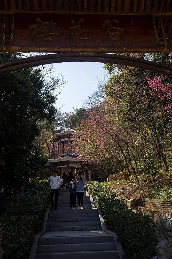樱花花期不到一个月花粉们别忘了来龙海紫云岩樱花谷打卡啦~漳州文旅