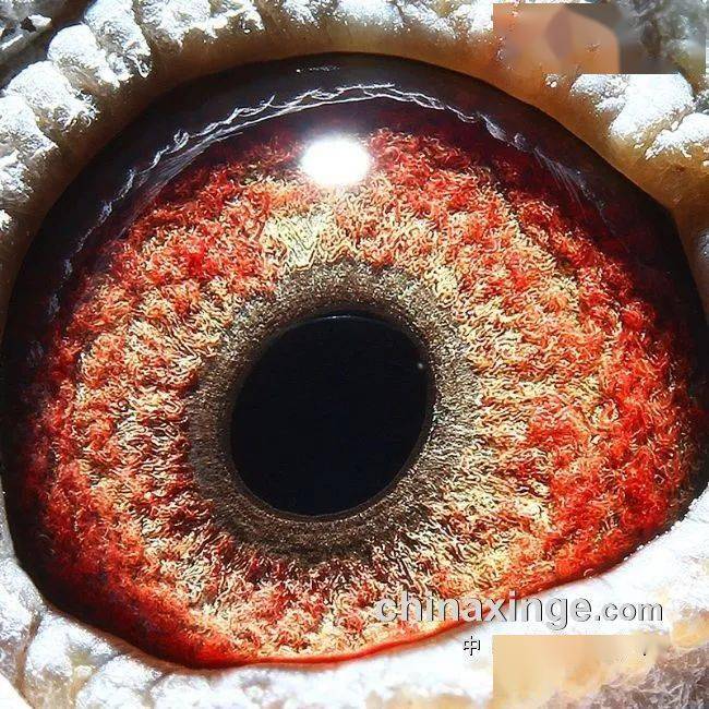 的一羽2023-29-0496514灰白条登顶,这羽赛鸽380公里时还在两千名开外