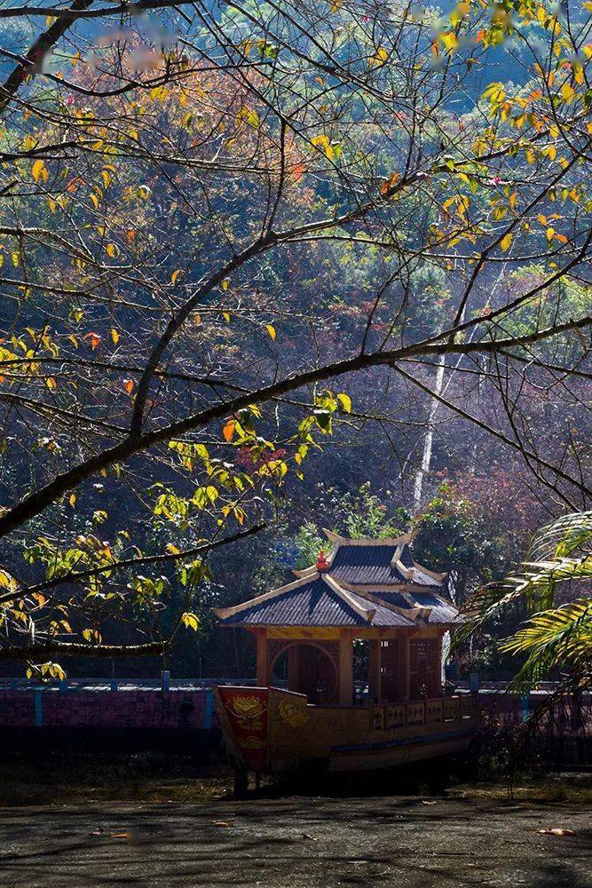 龙海樱花谷,开春粉色的限定浪漫