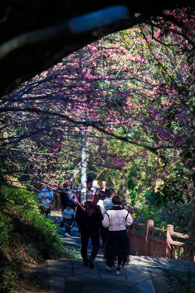 龙海樱花谷,开春粉色的限定浪漫