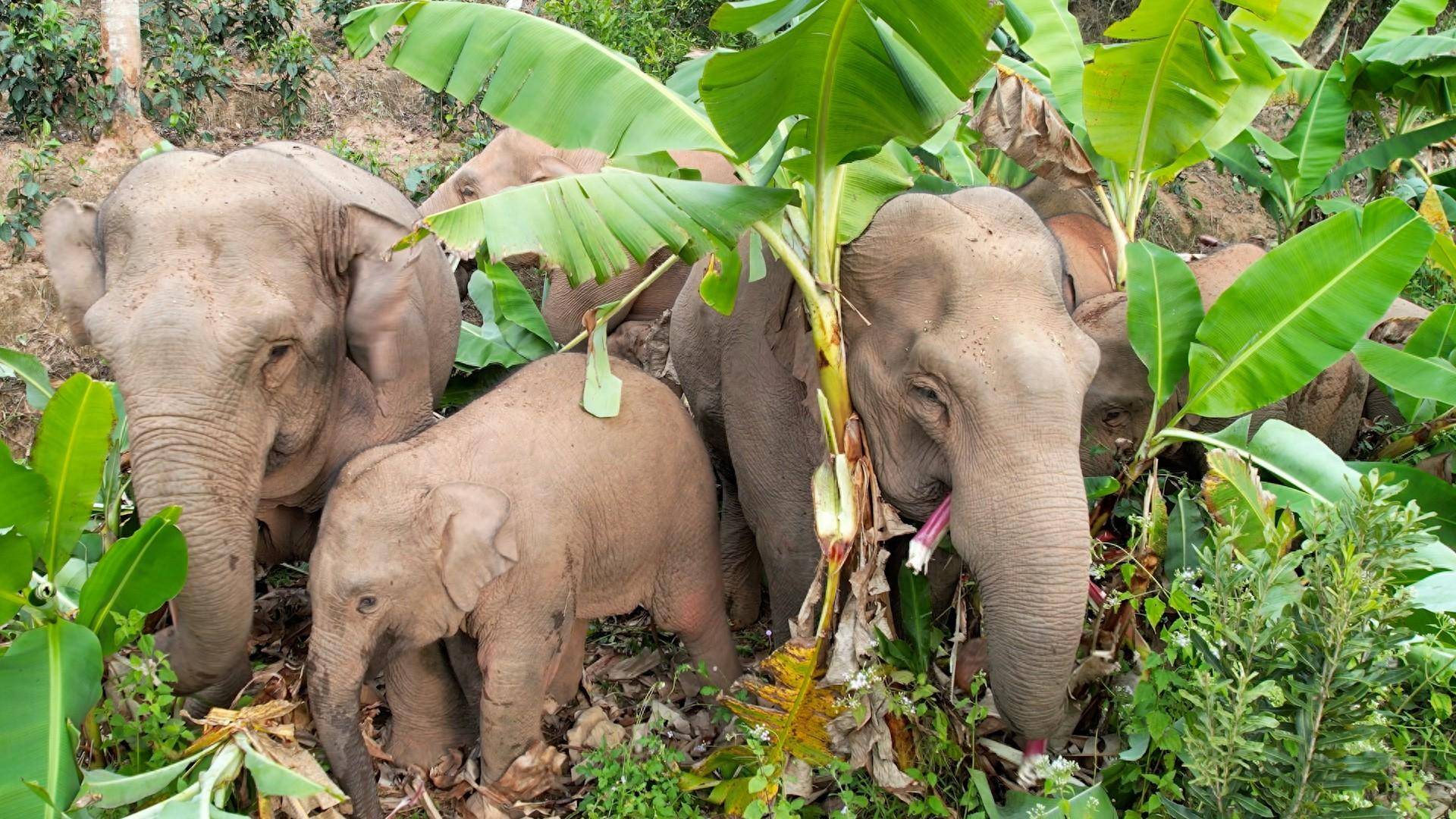 春节期间,多个野生亚洲象群现身云南省江城哈尼族彝族自治县康平镇,在
