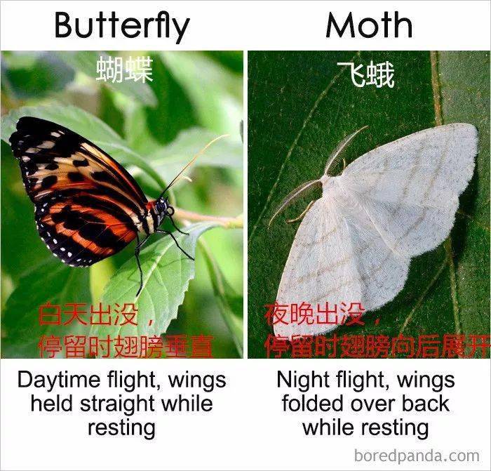 boat和ship的区别是什么?这些容易混淆的英文表达,总算有答案了!