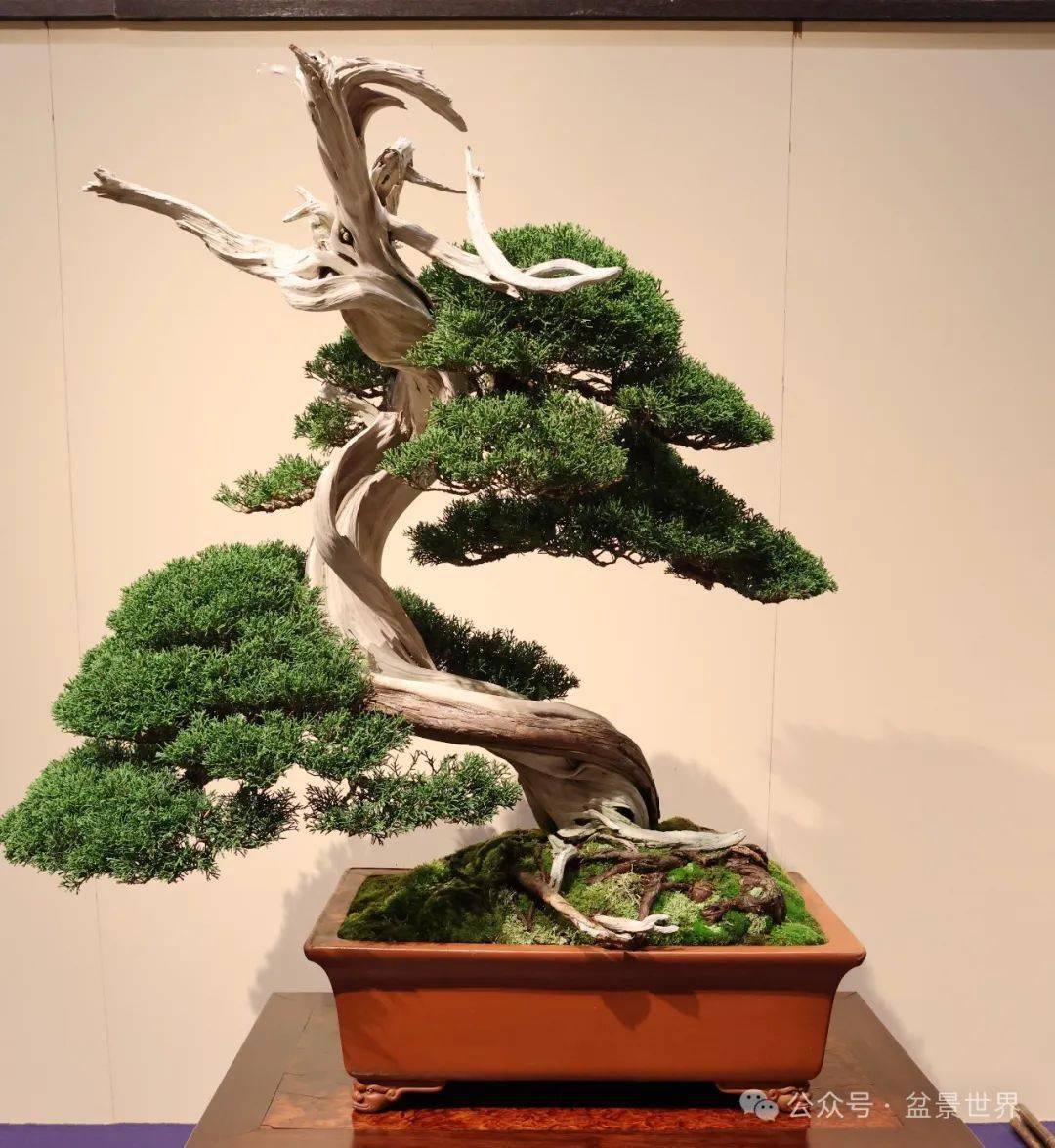 100张高清美图带你走进2024日本国风盆栽展下半场__cm