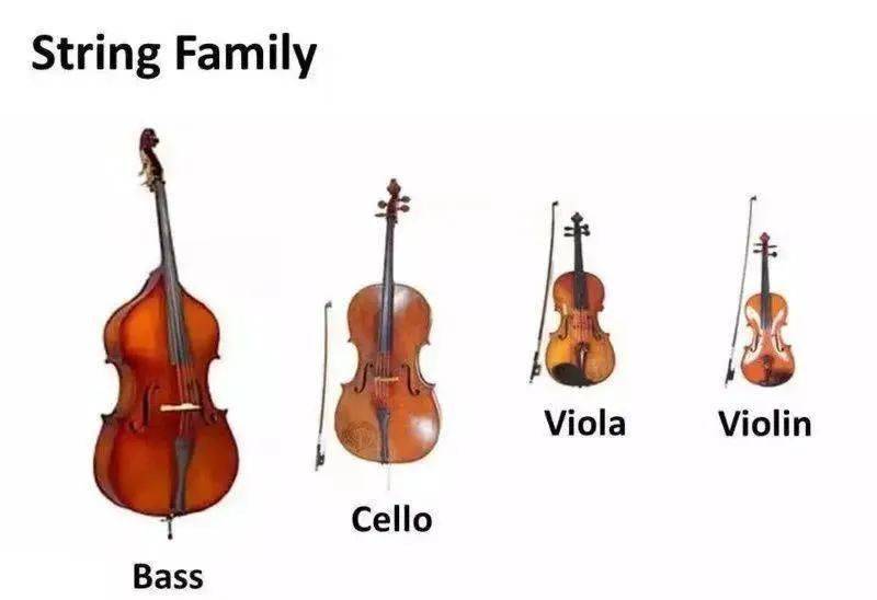 长久以来,中提琴(viola)在管弦乐团里,似乎一直活在小提琴的阴影下.