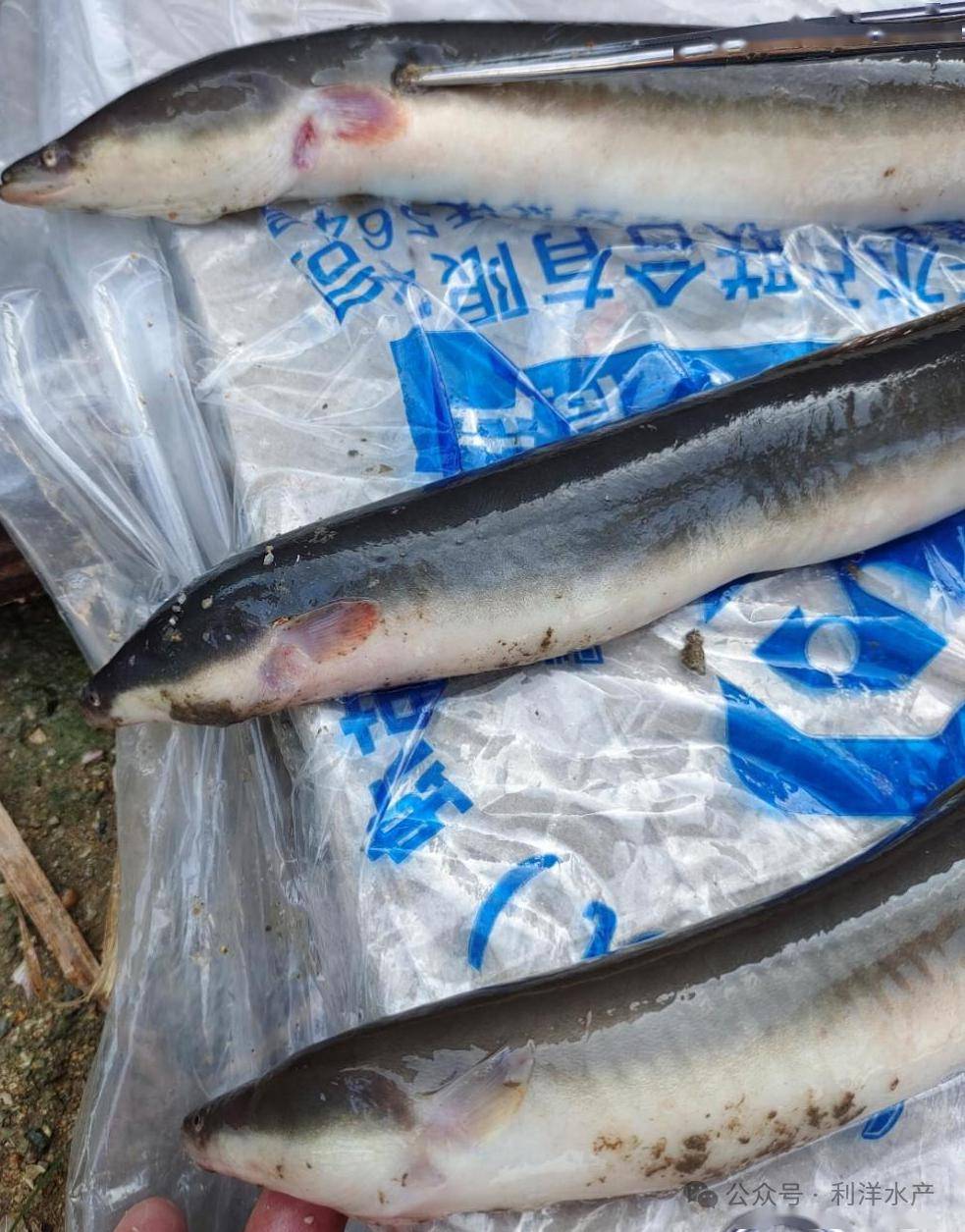 【每週一例】日本鰻鱺感染三代蟲引起死亡_鰻魚_養殖