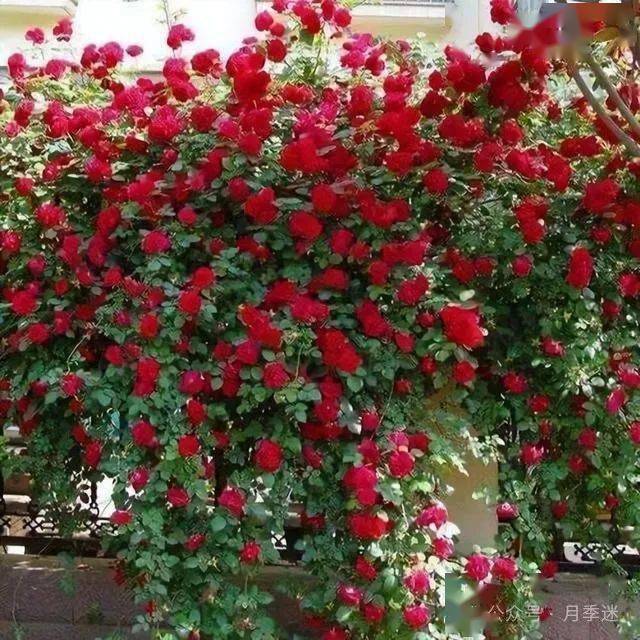 给人视觉十分美好的享受.许多人都会将其认为月季花,是因为它们确实