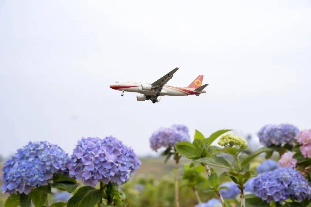 惬意与浪漫尽收眼底千亩花海在阳光下摇曳飞机掠过虞美人等各色花卉