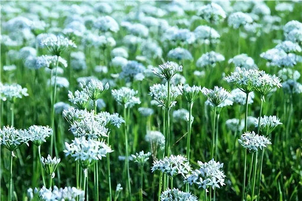 每当韭菜花开的时节,草原人家都会全体出动,采