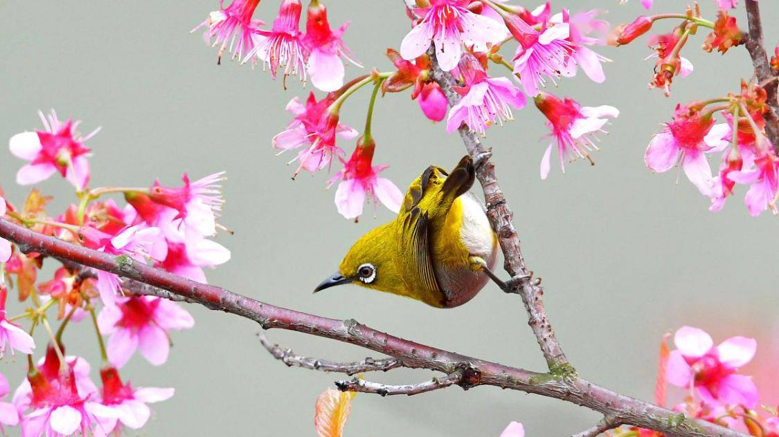 雨水的佳作,充满诗情画意,写出了令人向往的生活_父老_老百姓_梨花