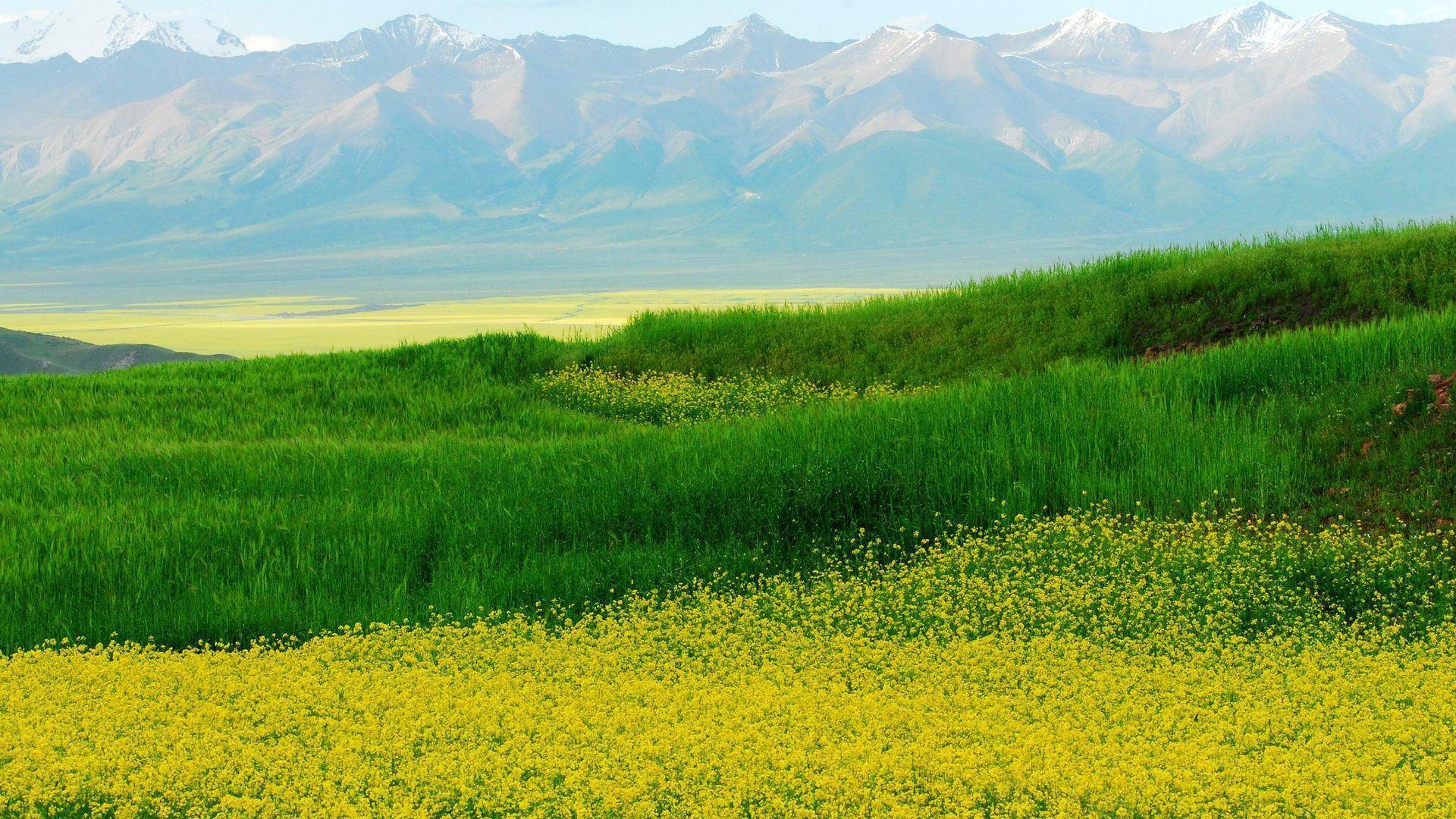 读春天古诗,看春天风景美图,享受!_韩愈_春风_杜甫