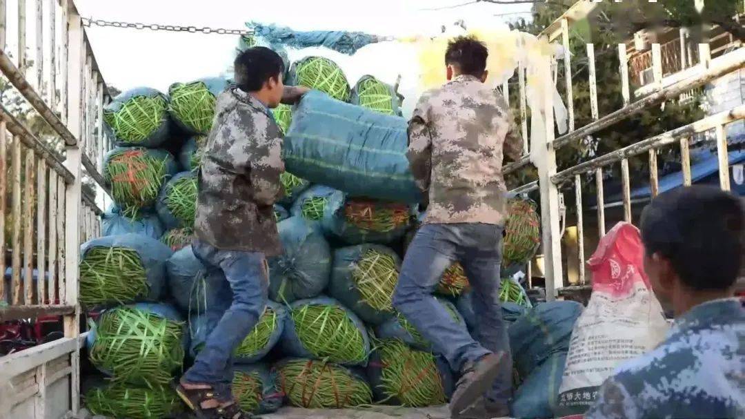 商贩小芳说:"因为他家的豆子好,颜色绿,而且条子也好,这些货都能打