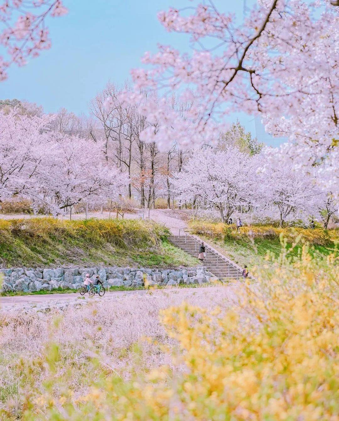 花海春光,美人美景_photo_by_行间