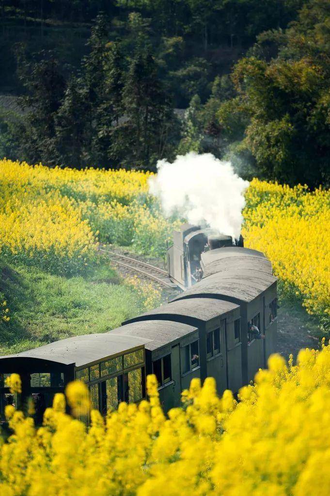 开往春天的嘉阳小火车_生活_犍为_油菜花