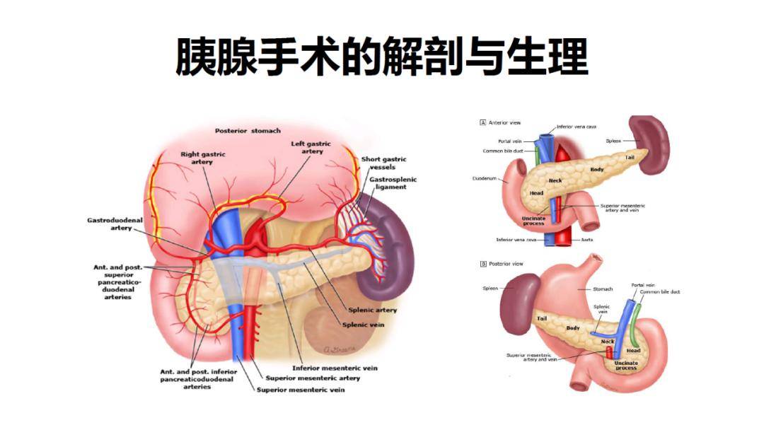 临床指南与知识更新 