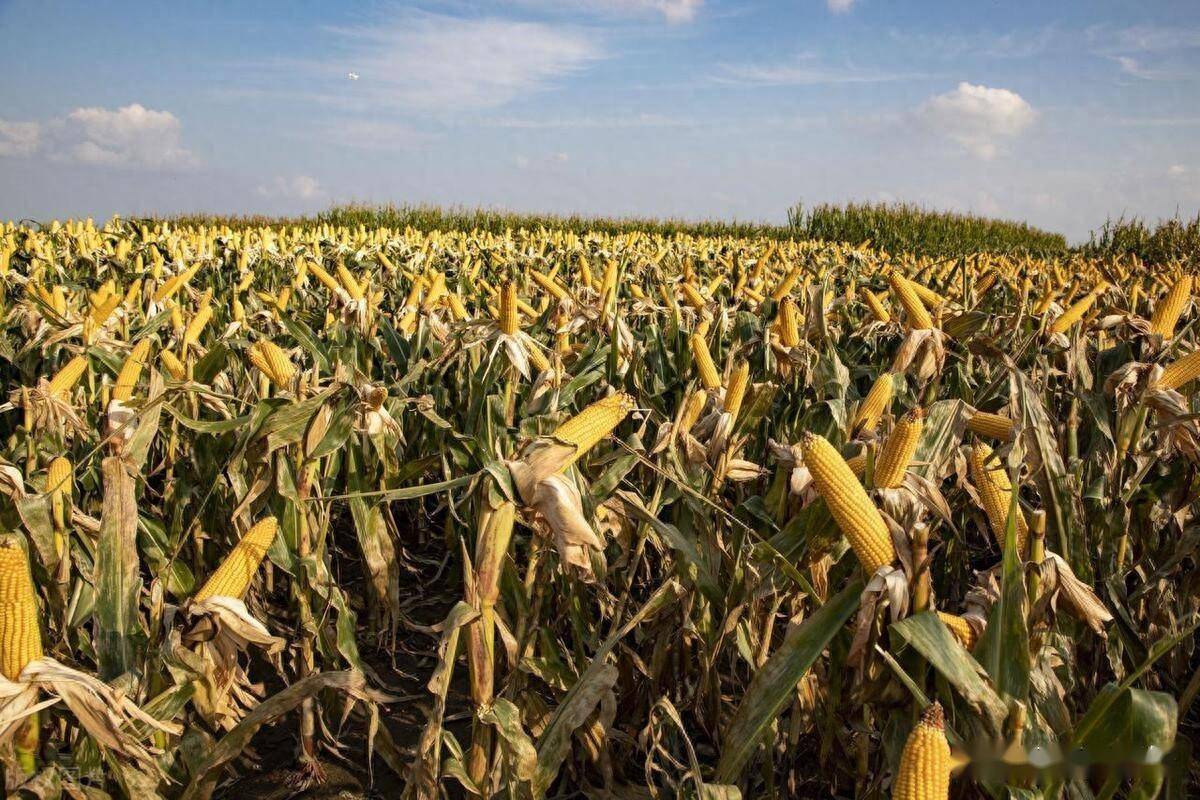 万盛68玉米品种介绍_种植_收获_防治