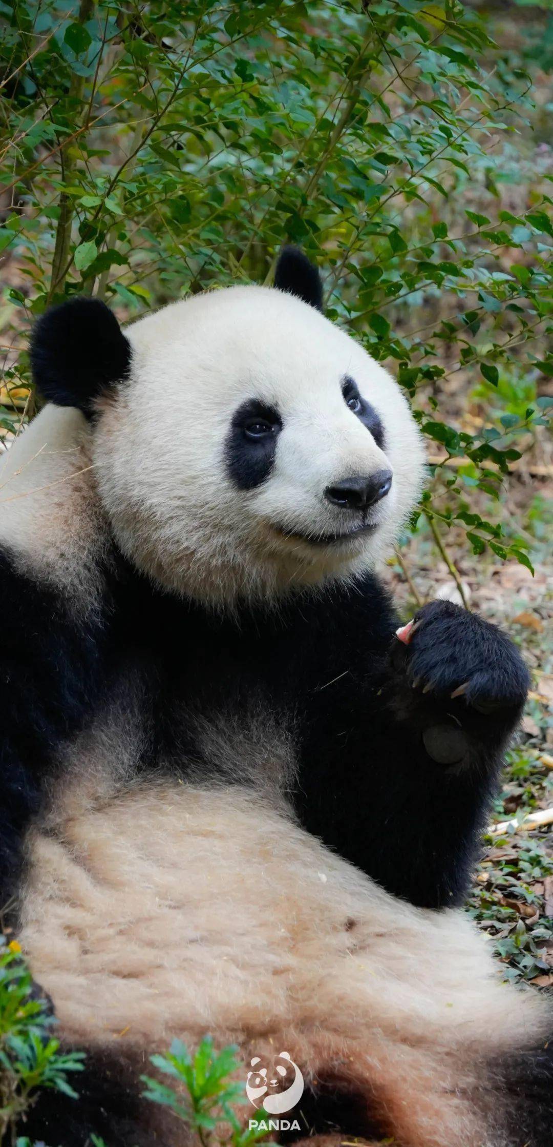 熊猫背景聊天图片