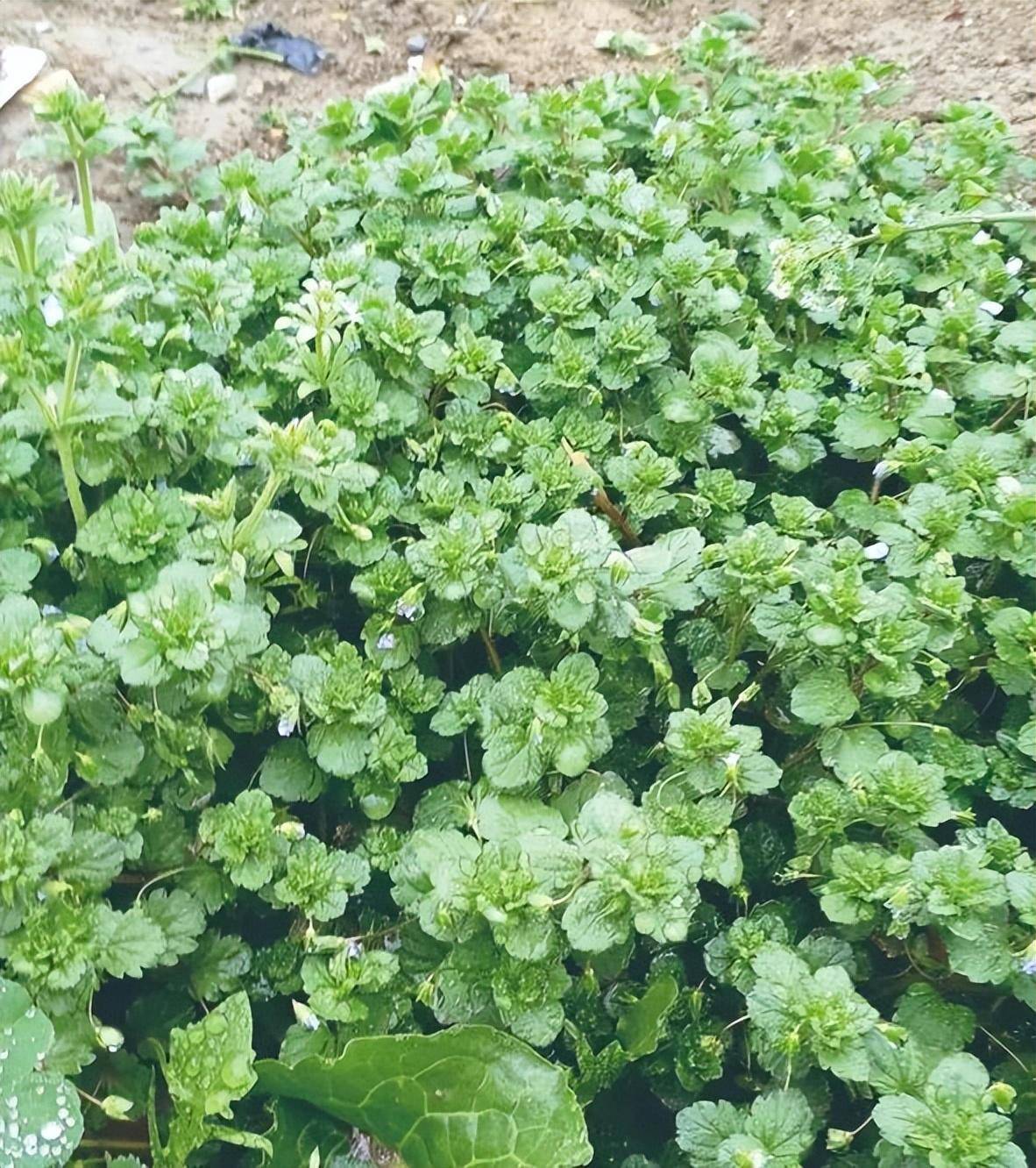 春季麦田杂草茎叶处理技术_麦娘_异丙_日本