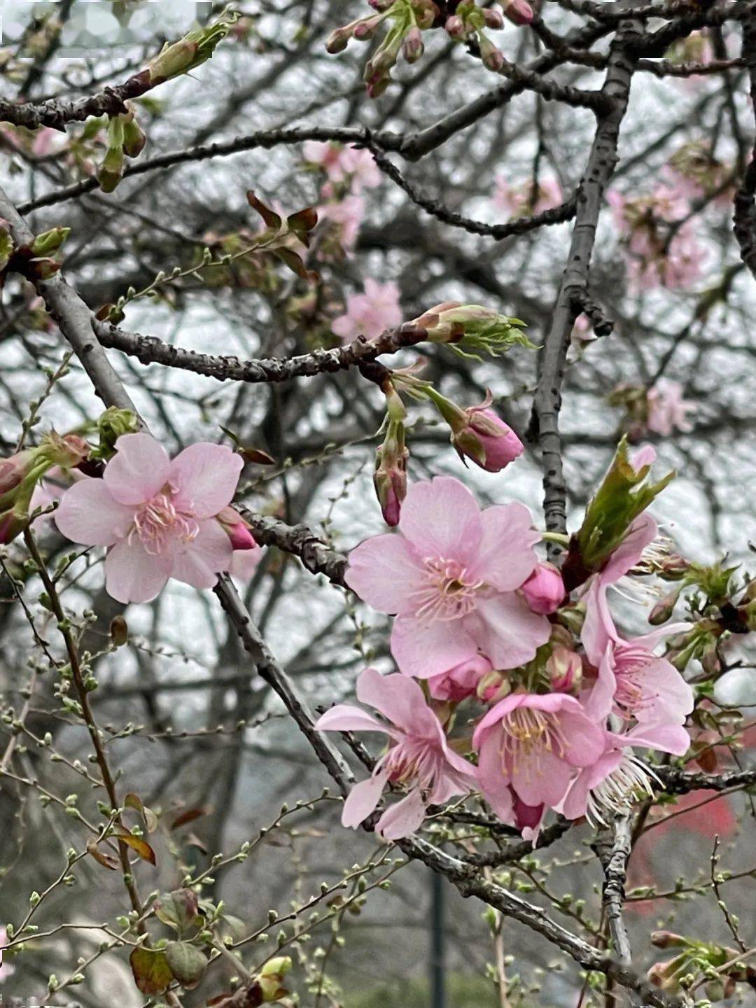 樱花什么时候开花季节图片