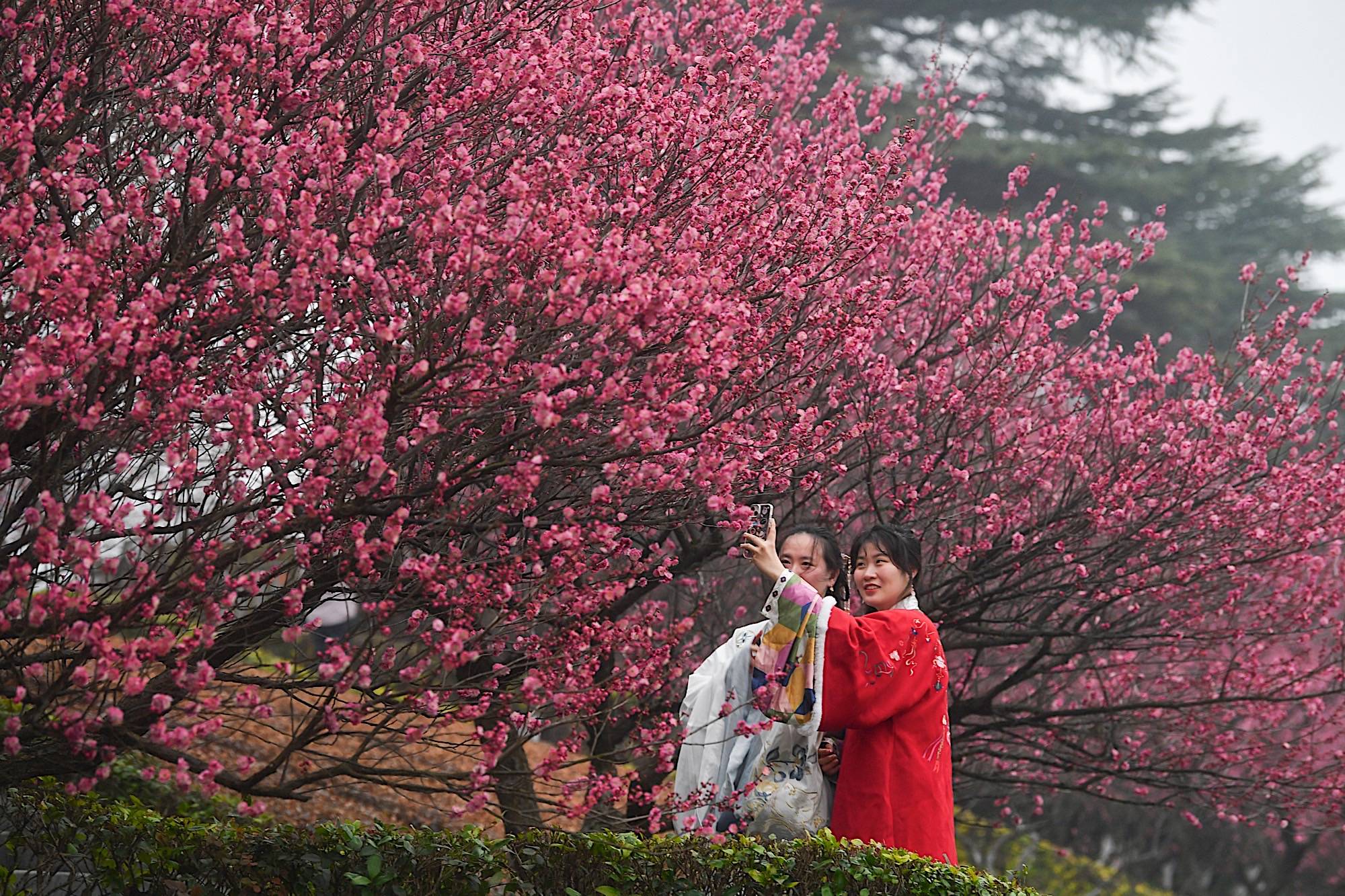 2024年玄武湖百花闹春游园启幕