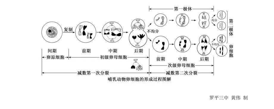 卵子减数过程图手绘图片