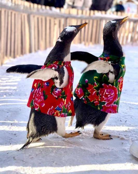 举措实,诚意足 朝阳文旅出圈又出彩_游客_长春_优惠