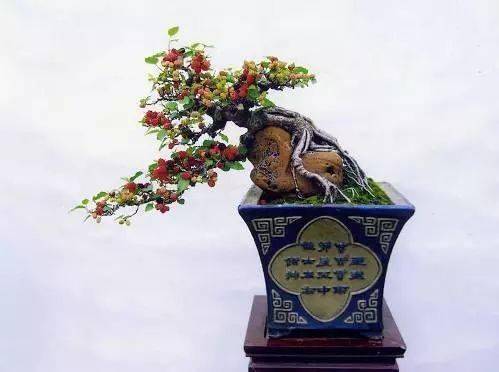 桑树也能做盆景,不仅好看,还能吃到美味的桑葚!_修剪_进行_水果