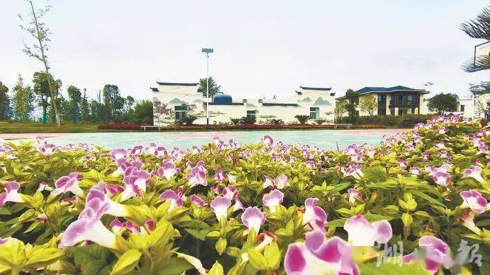 农业增效有路 农民增收有方 应城持续筑牢高质量发展根基_生产_糯稻