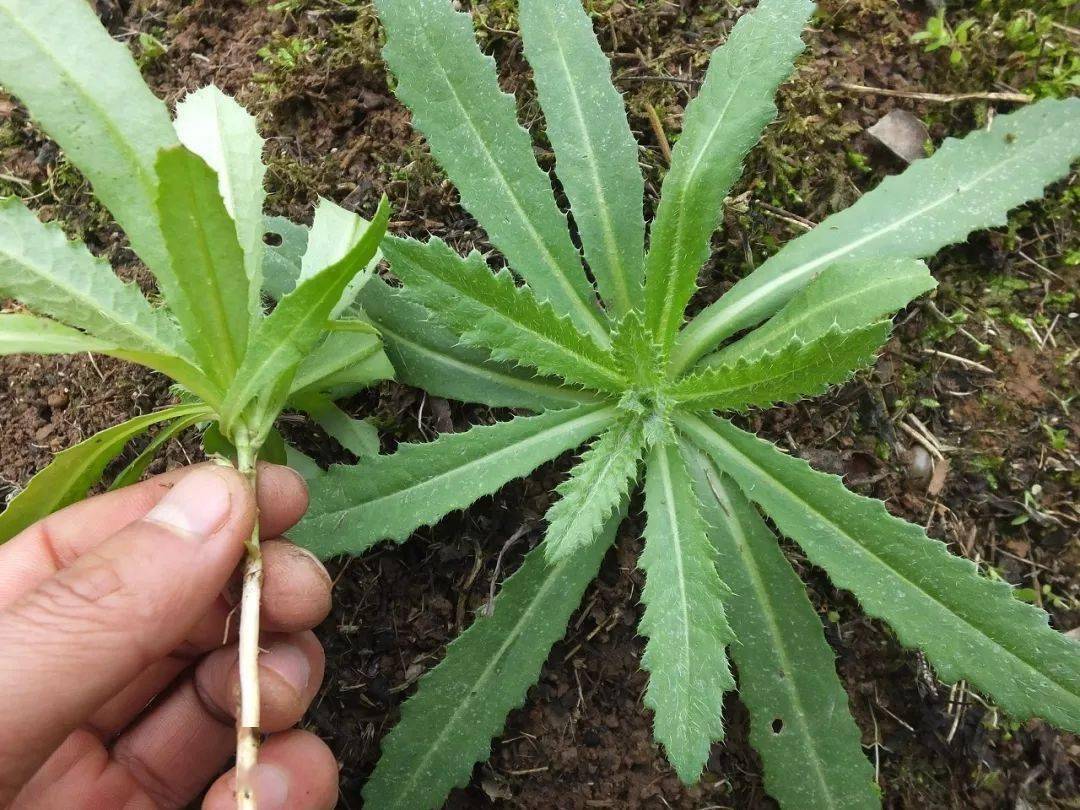 荠菜_蒲公英_蔬菜