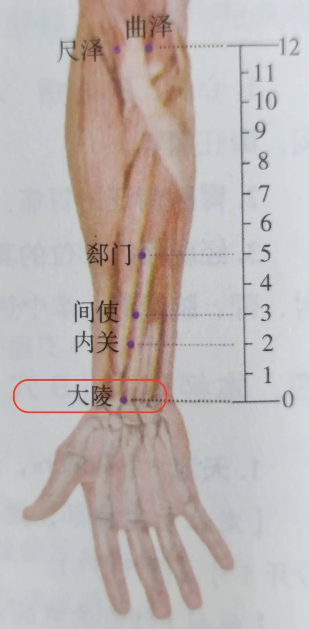 (3)大陵穴:在手掌根部,腕横纹的中点处.
