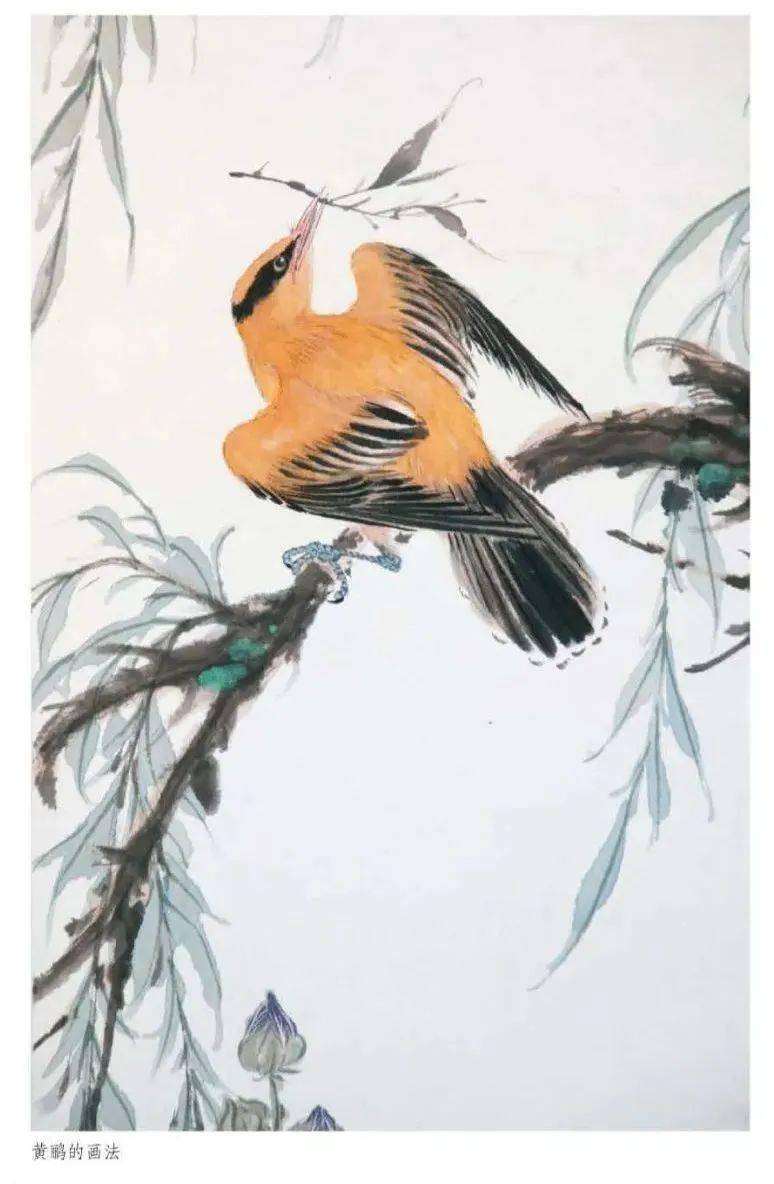黄鹂通身黄色,眼后有黑枕斑,翅翎,尾翎为黑色,黄黑相映,明媚艳丽.