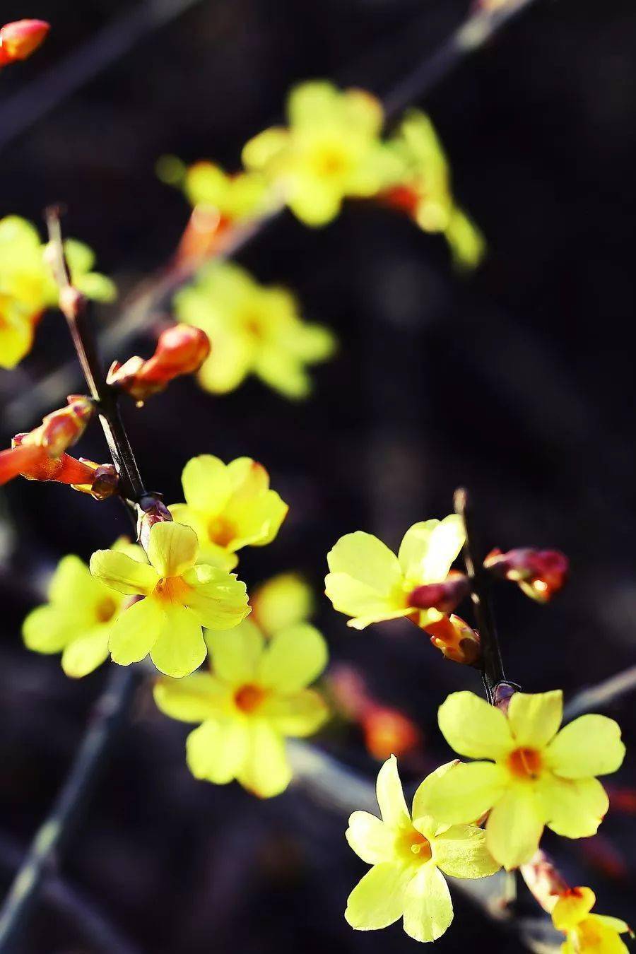 为问名园最深处,不知迎得几多春_春花_迎春_东风