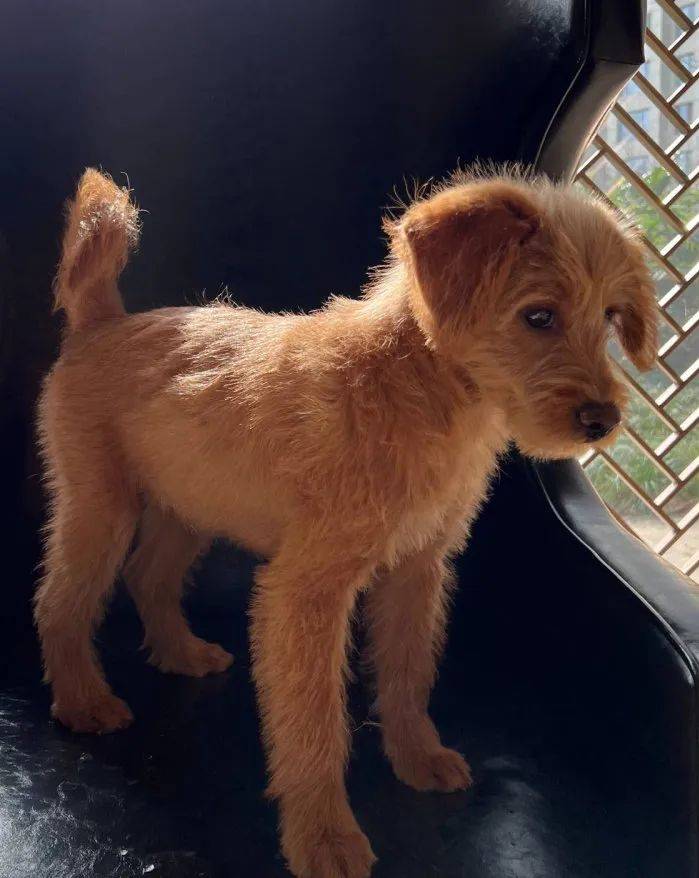 2024年2月20日(成都4喵2汪找新家)_宠物_情况_猫狗