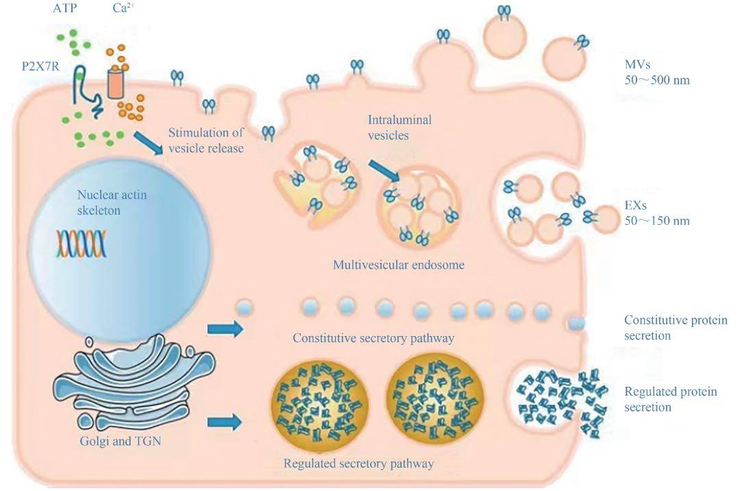 分泌的转录组和基因组方面提出并确认了细胞蛋白分泌的3条主要通路:1)