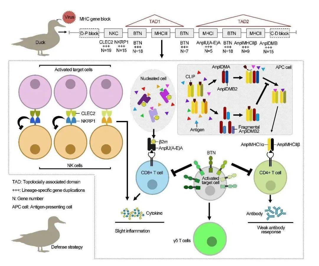 在水禽抗禽流感适应性免疫机制研究方面取得重要进展_基因_图谱_分子