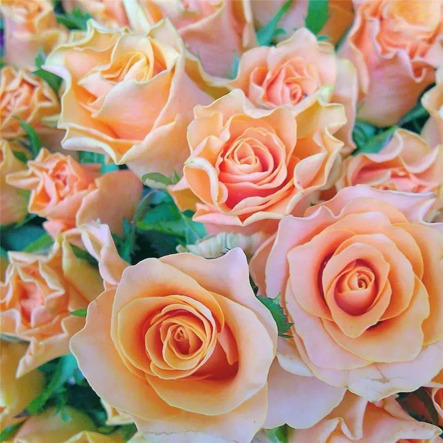 花团锦簇,和和美美