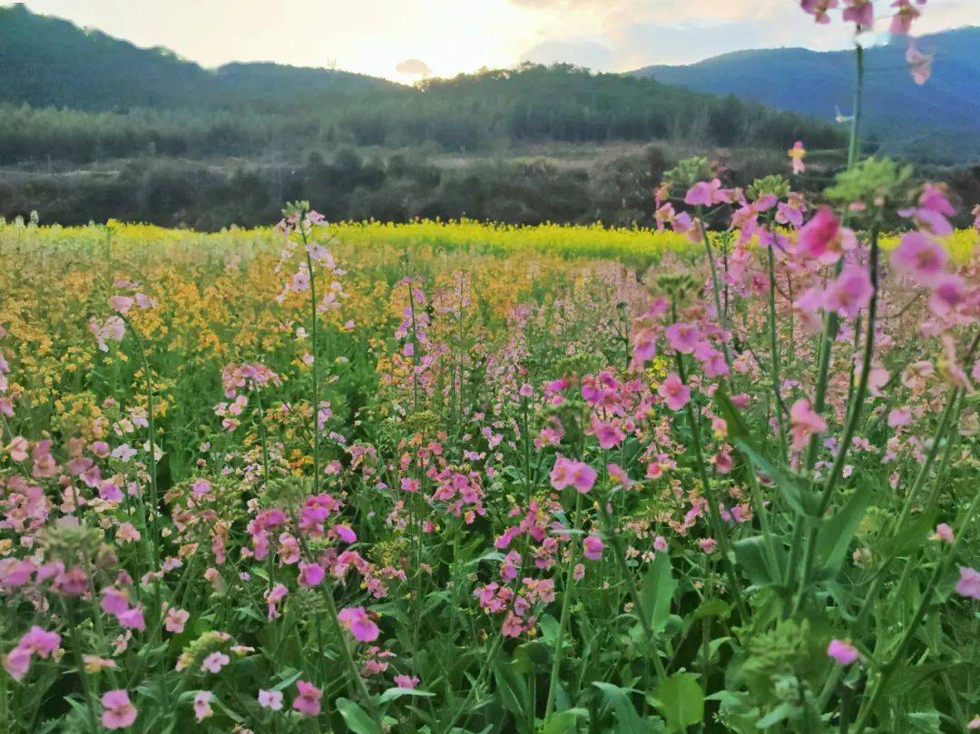 渔溪彩色油菜花图片