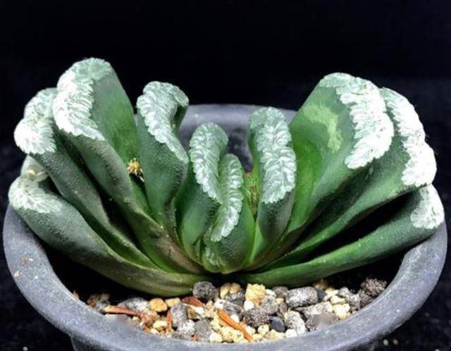 这些多肉很耐阴,光照不好才容易爆盆,谁说养多肉一定要大太阳_水果