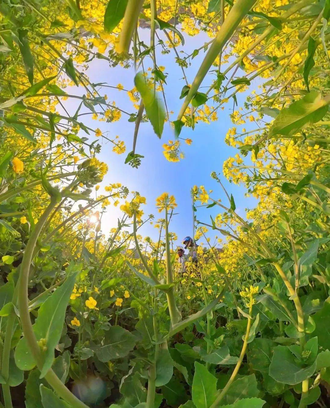 一束野生油菜花图片