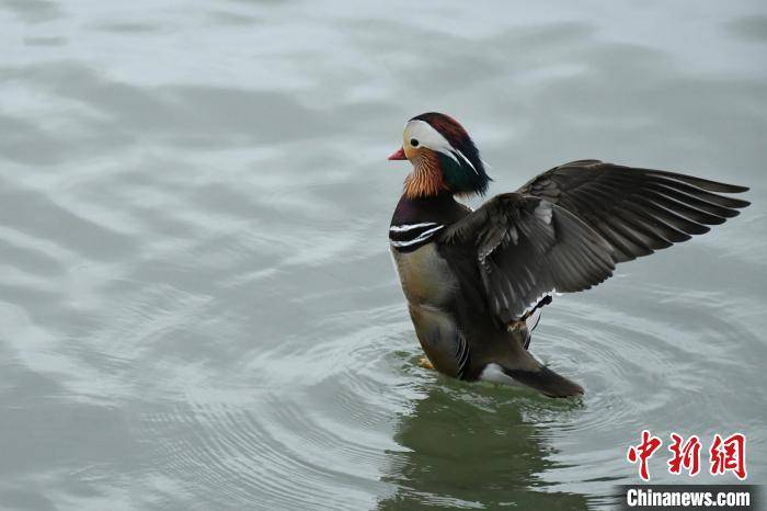 鸳鸯水中嬉戏 雨后西湖尽显自然之美_郭天奇_浙江_湖面