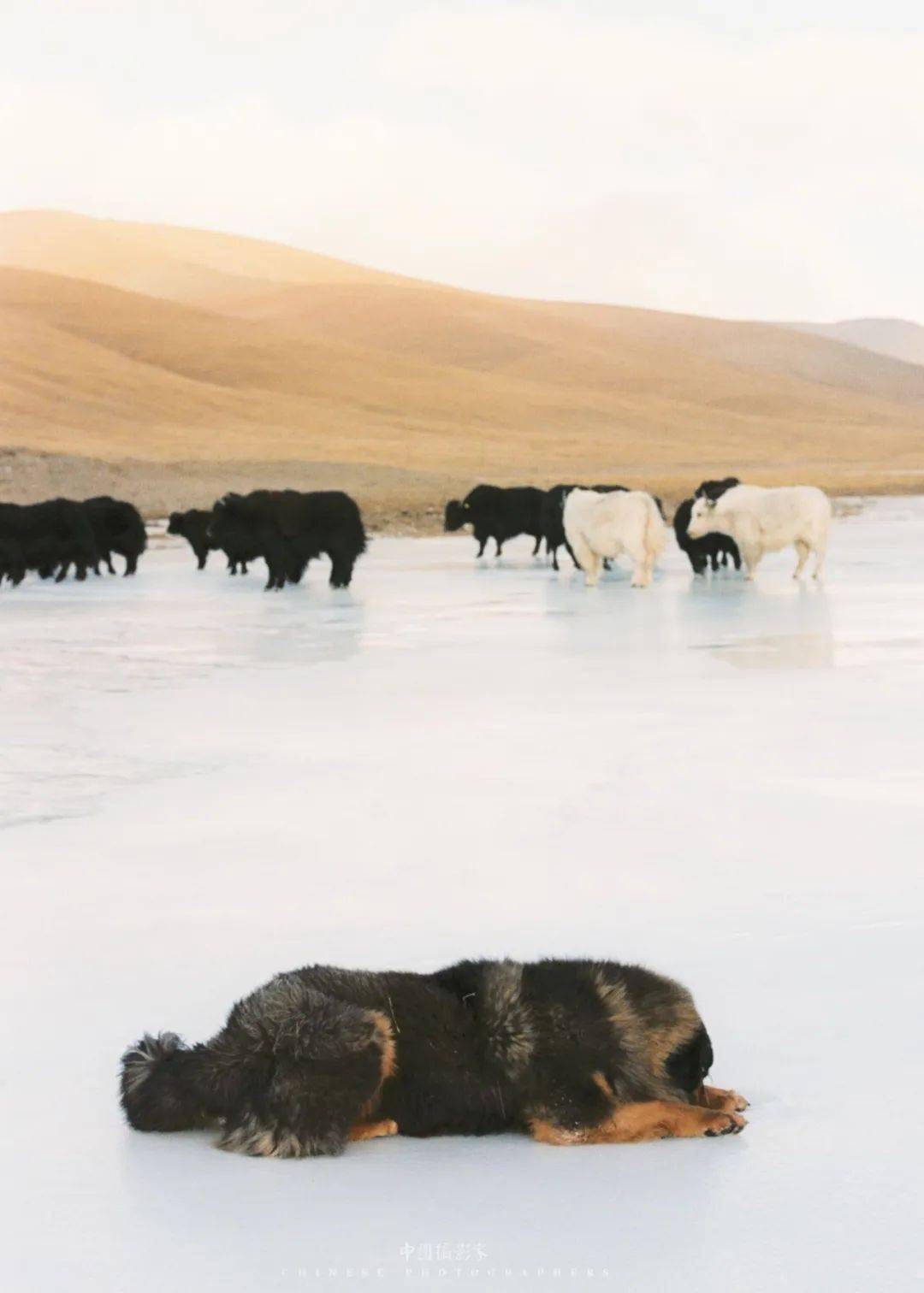 家的黄昏  达佤央金 摄风中的小牛犊  达佤央金 摄摄影师简介达佤央金