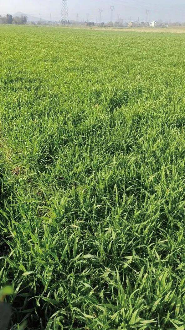 关注天气变化,麦田适时除草_麦苗_异丙_英才