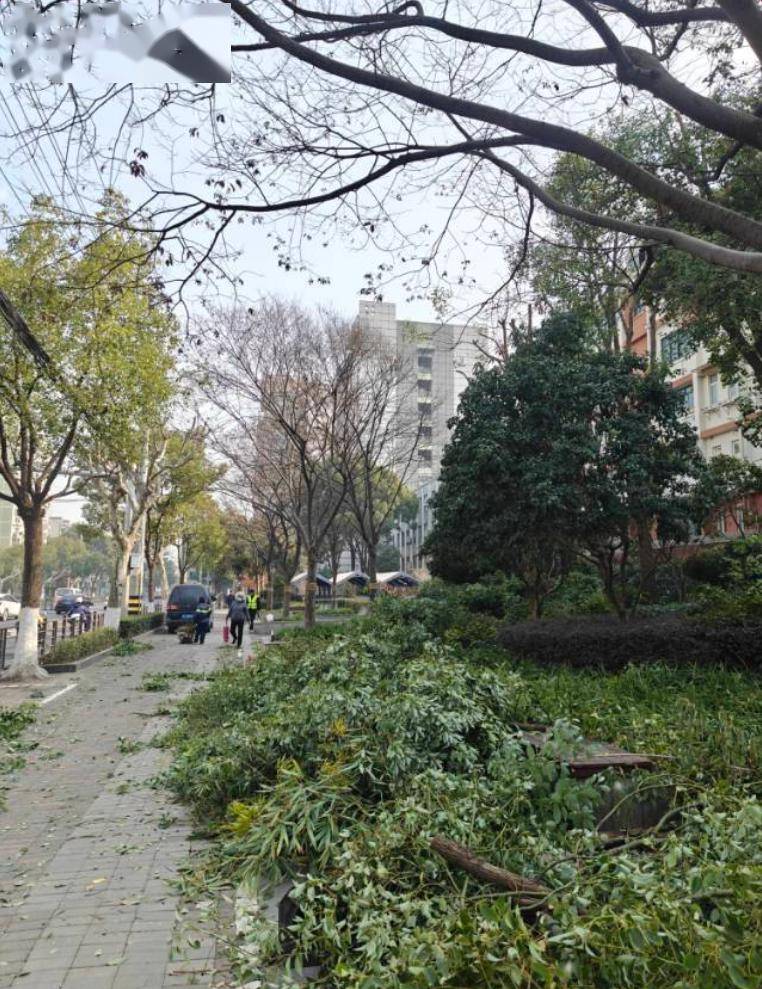 咔嚓咔嚓,"剪"掉居民烦心事_欧阳路街道_修剪_采光