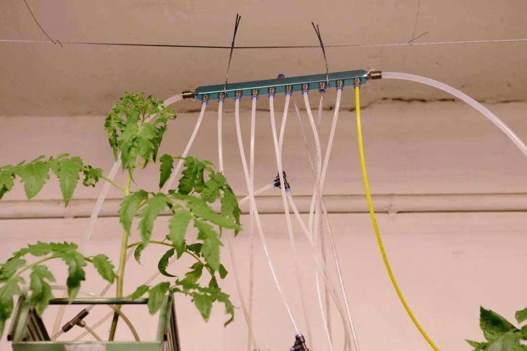 在墙上种白菜的狂想不仅实现了,还扩充至全球1200个