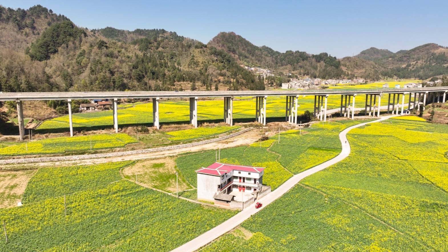 这个春天 来贵州长顺一起看油菜花_阳光_美景_花都