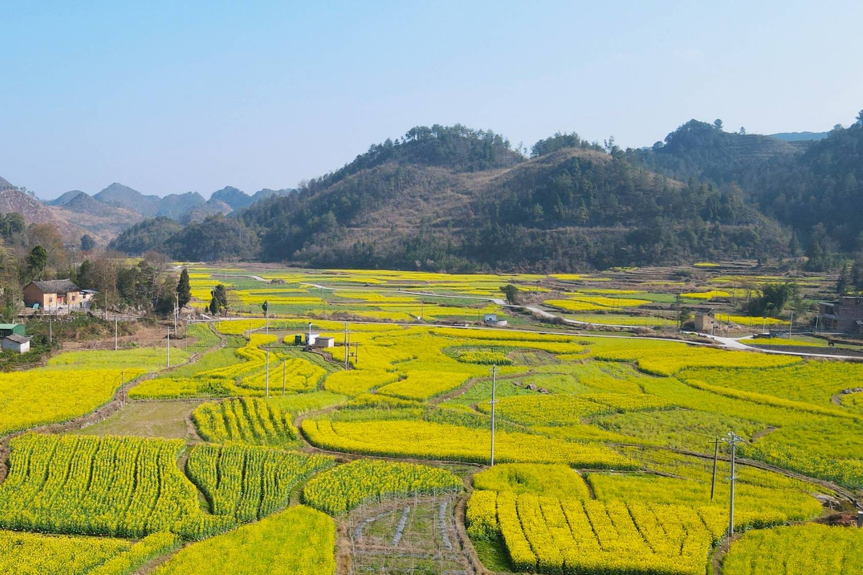 贵州独山:春暖花又开 两千亩油菜迎春开放_独山县_花海_菜花