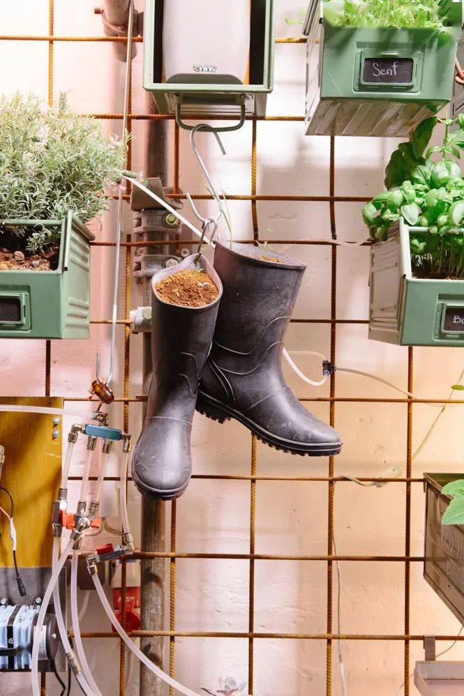 在墙上种白菜的狂想不仅实现了,还扩充至全球1200个