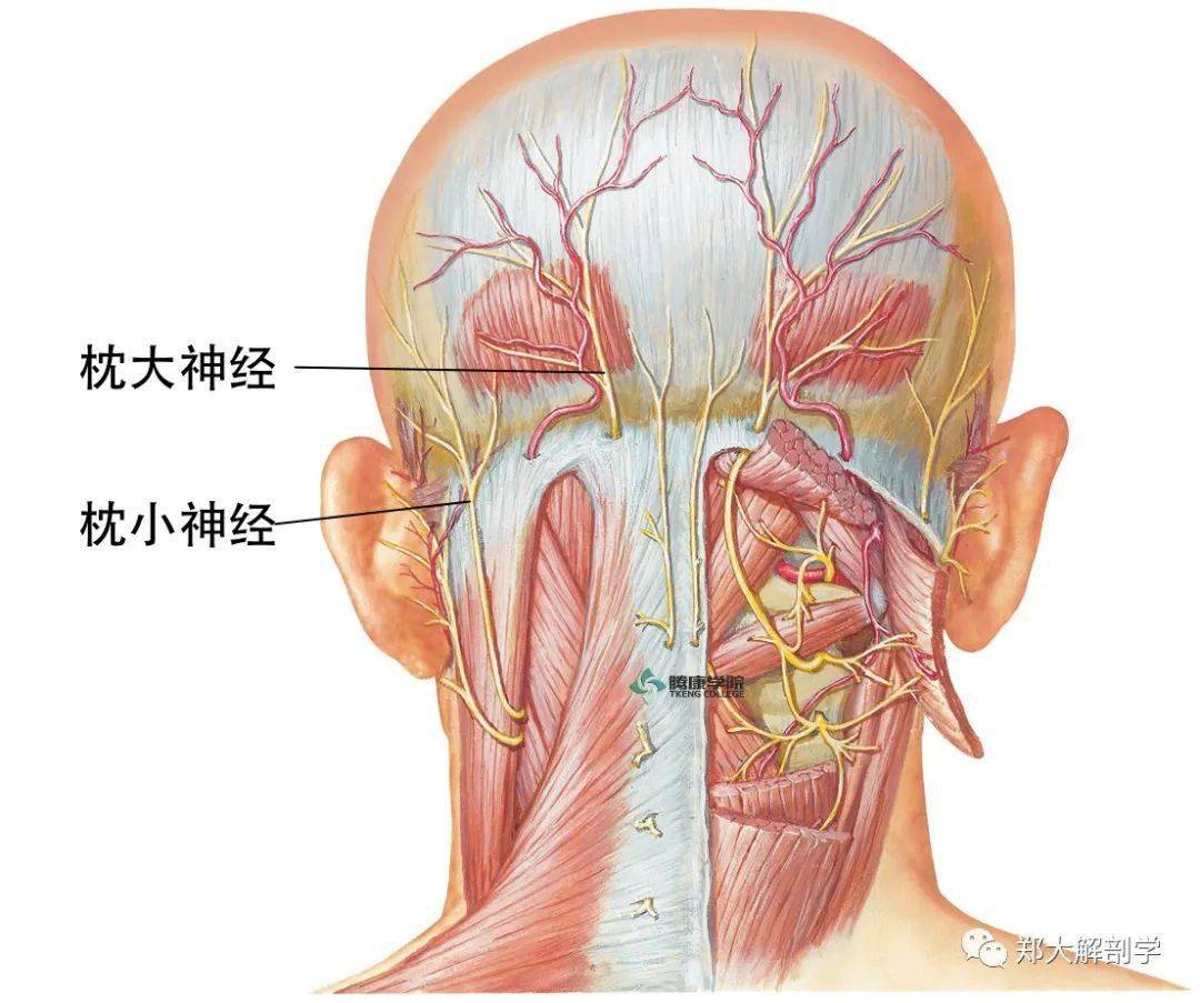 枕大神经和枕小神经的深入浅出